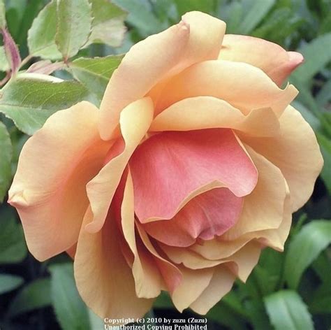belle epoque rozen|Roze rozen – Belle Epoque.